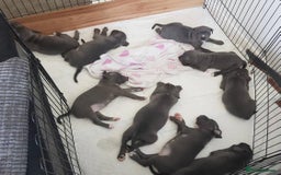 Staffordshire Bull Terrier dogs for sale: Beautiful blue Staffordshire bull terrier puppies  - Image 8