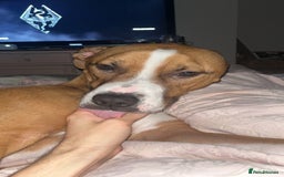 Mixed Breed dogs for sale: Hunter (Staffy X)  - Image 8