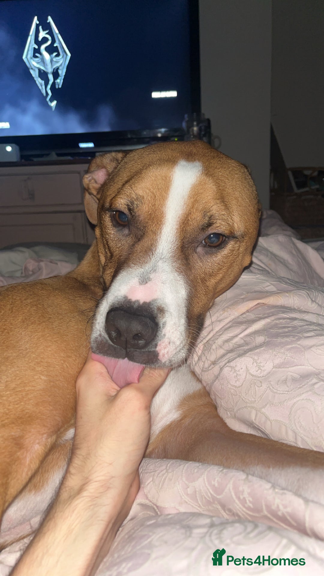 Mixed Breed dogs for sale: Hunter (Staffy X)  - Image 8