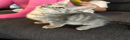 Mixed Breed cats for sale: Kitten - Advert 4