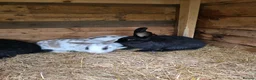 Mixed Breed rabbits for sale: Rabbits for sale. - Advert 4