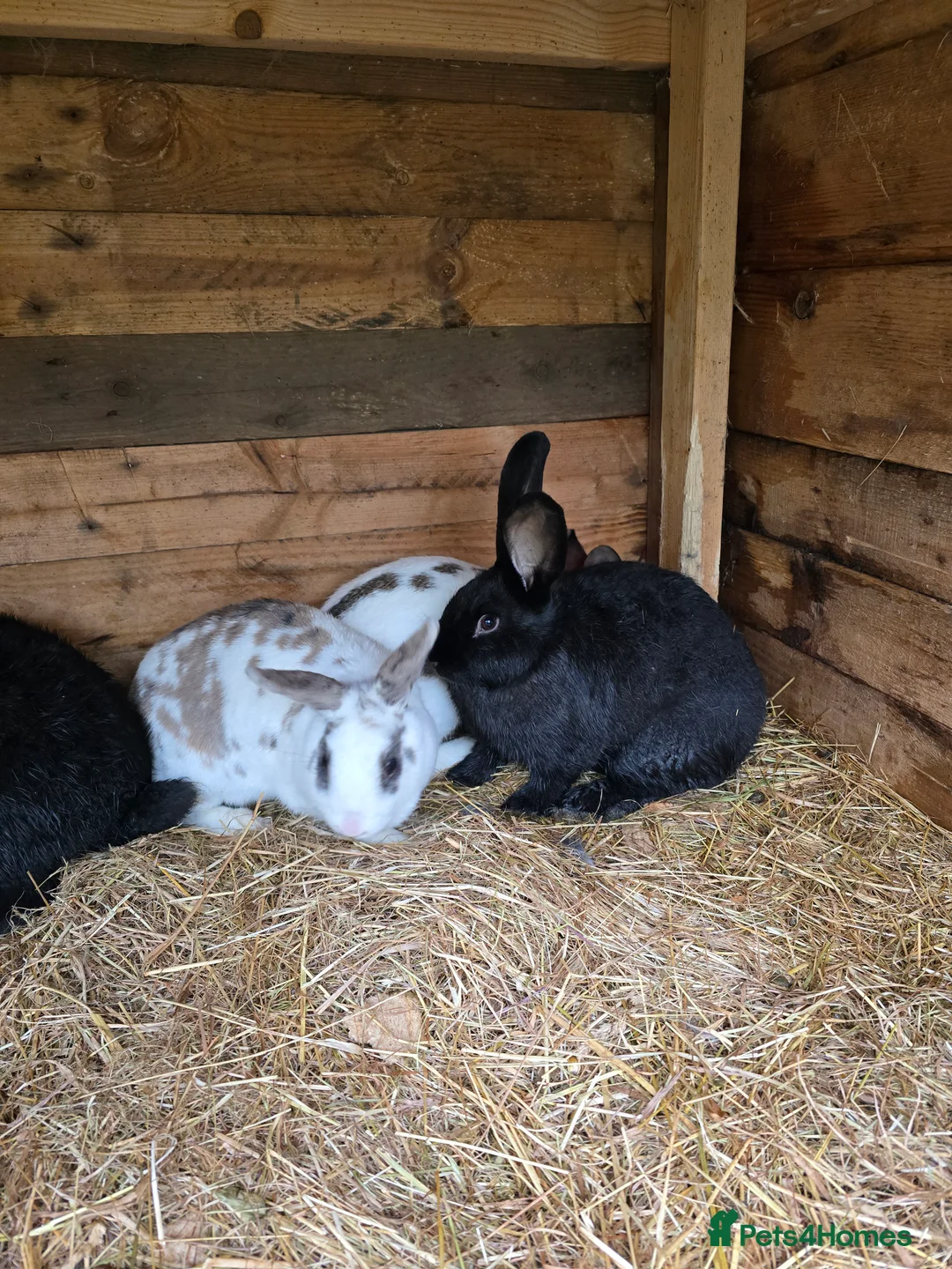 Mixed Breed rabbits for sale: Rabbits for sale. - Advert 4