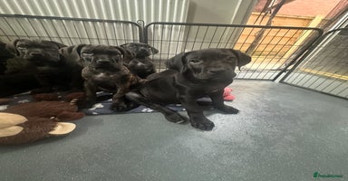 Cane Corso dogs - Advert 13