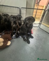 Cane Corso dogs - Advert 1