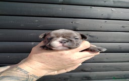 French Bulldog dogs for sale: French bulldog  in Londonderry - Image 9