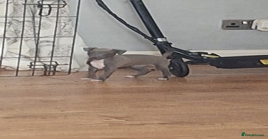 Italian Greyhound dogs - Advert 3