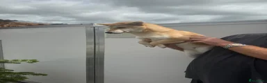 Japanese Shiba Inu 3