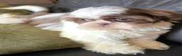 Shih Tzu dogs for sale: Amazing imperial shih tzu puppies ready now - Advert 25