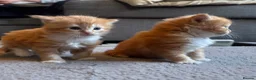 Ragdoll cats for sale: Flame point Ragdoll Mix - Advert 8