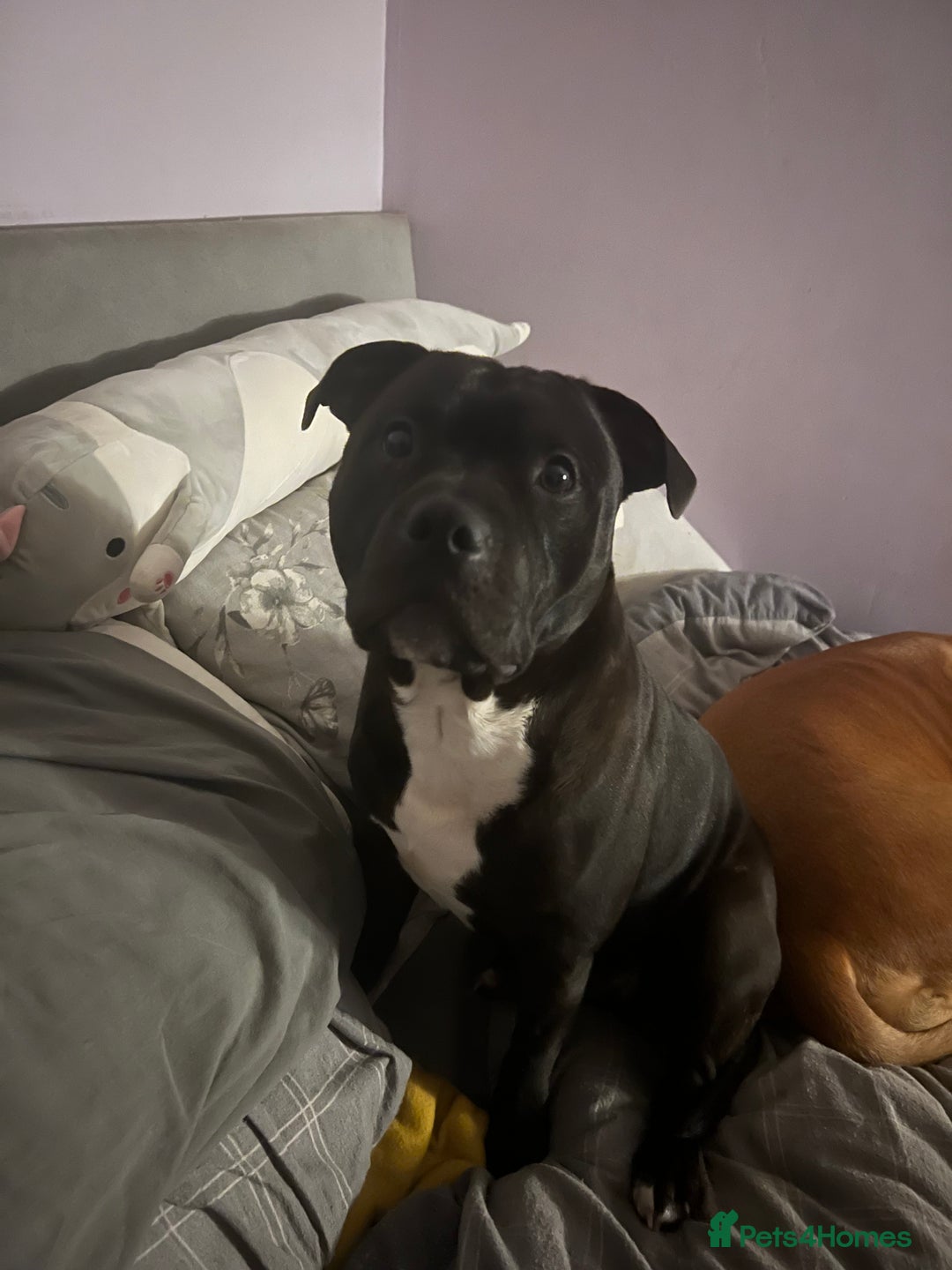 Staffordshire Bull Terrier dogs for stud: Staffy for stud - Image 8