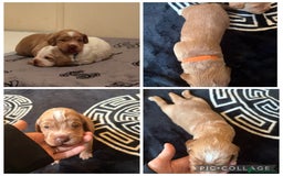Cocker Spaniel dogs for sale: Beautiful cocker spaniel puppies  - Image 3