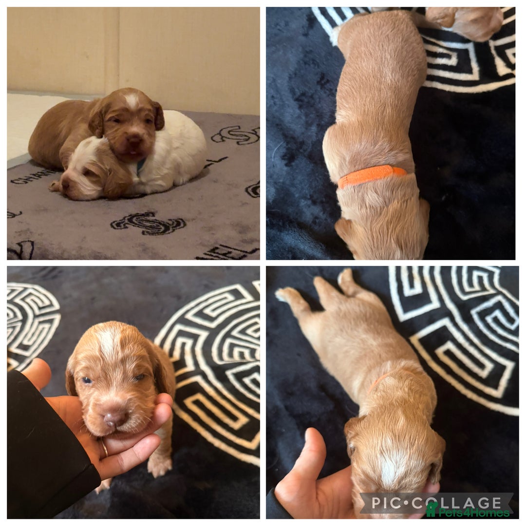 Cocker Spaniel dogs for sale: Beautiful cocker spaniel puppies  - Image 3