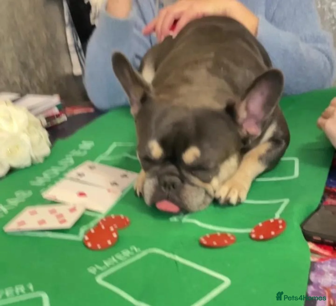 Mixed Breed dogs for sale: Bonded pair frenchie and English bulldog adorable - Advert 2