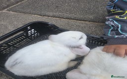 Blanc De Hotot rabbits for sale: rabbits for sale  - Image 8