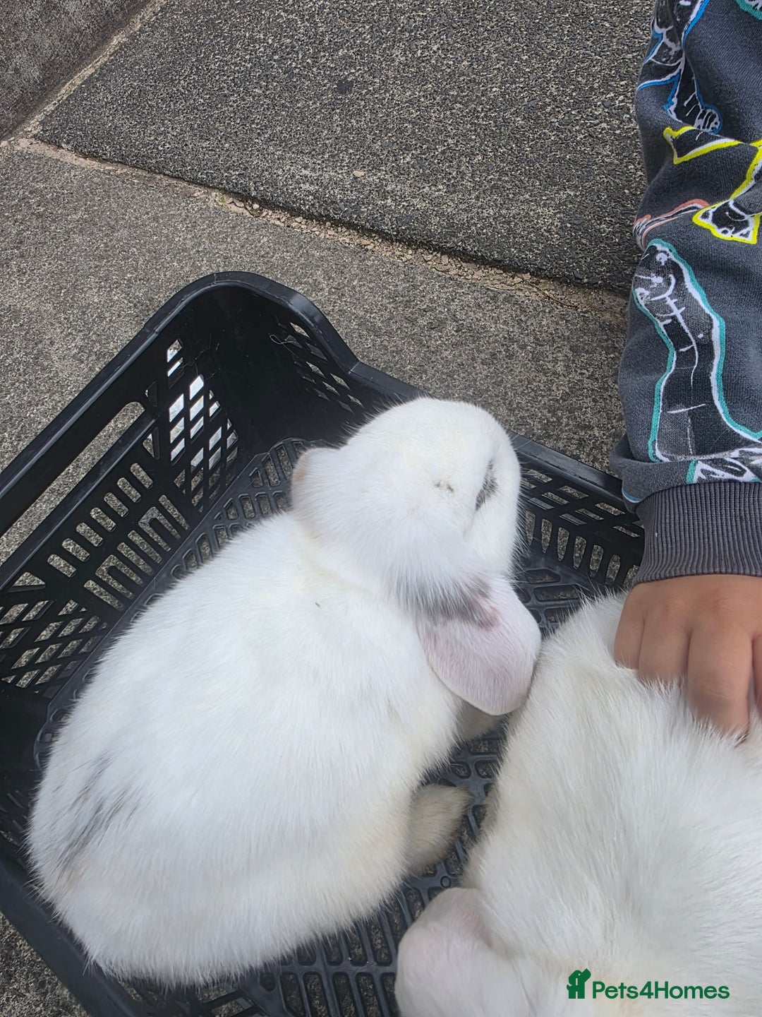 Blanc De Hotot rabbits for sale: rabbits for sale  - Image 8