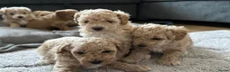 Maltipoo dogs for sale: Maltipoo Puppies 💗 in Stanmore - Advert 18