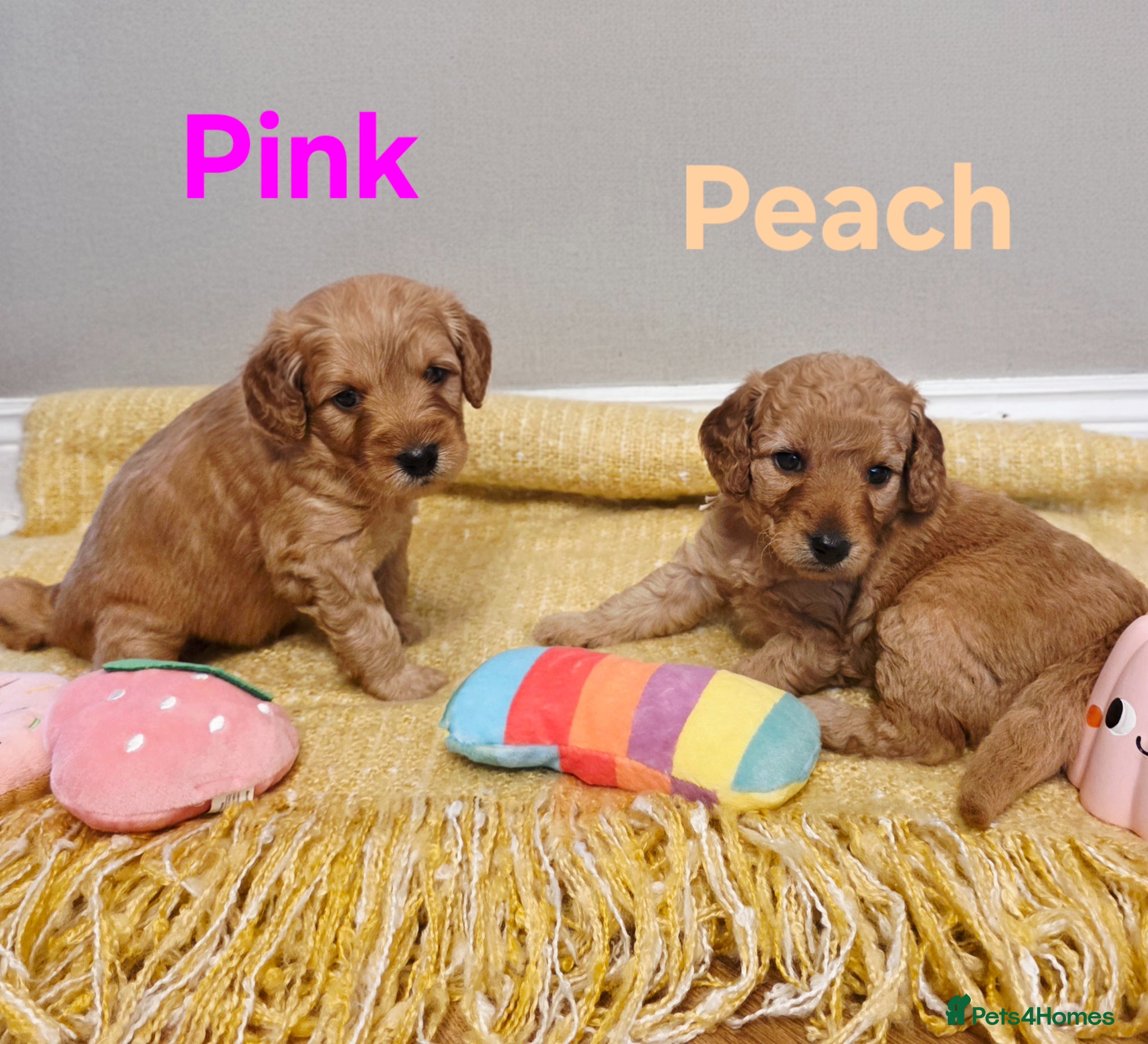 Mini Goldendoodle dogs Mini F1B Goldendoodles - Advert 1