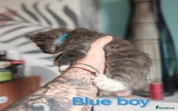 Ragcoon cats for sale: Amazing ragcoon kittens looking for lovely home  - Image 2