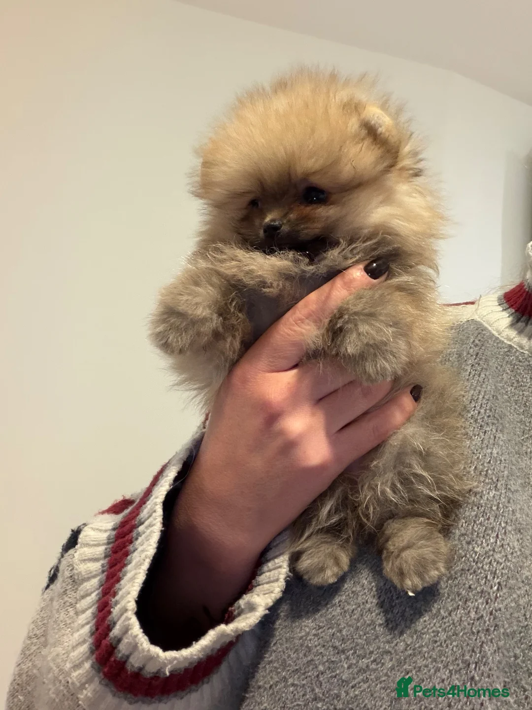 Pomeranian dogs for sale: Micro size teddy  face  - Advert 18