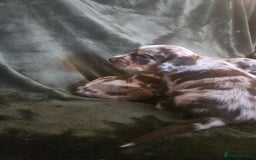 Cockerdor dogs for sale: Rare coloured stunning Cockerdor pups  - Image 8