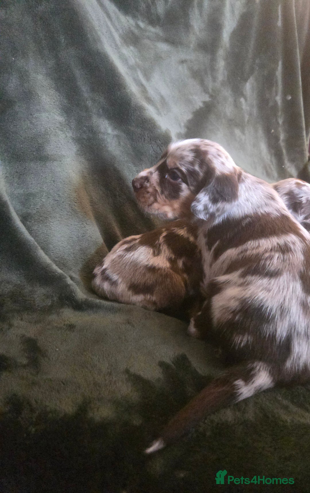 Cockerdor dogs for sale: Rare coloured stunning Cockerdor pups  - Image 8