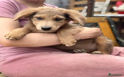 Mixed Breed dogs for adoption: THEO - a Superb Puppy Boy, for a Loving Home - Image 8