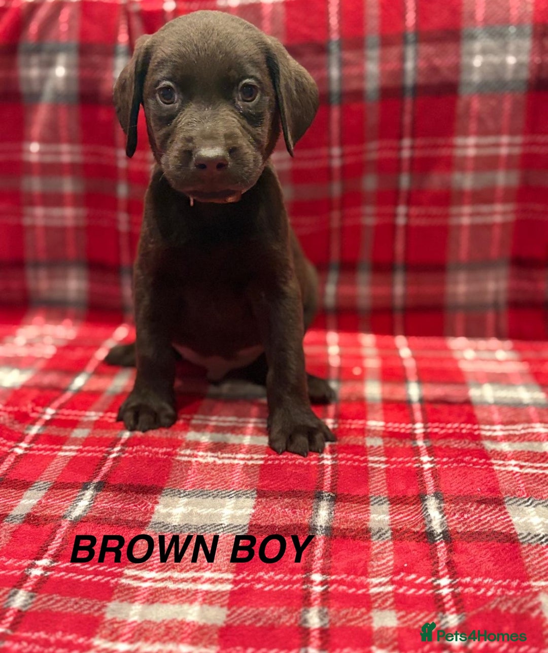 Labrador Retriever dogs for sale: Beautiful KC Chocolate Labrador Retriever puppies - Advert 7