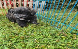 Mixed Breed dogs for sale: F1 Westipoos  - Image 2