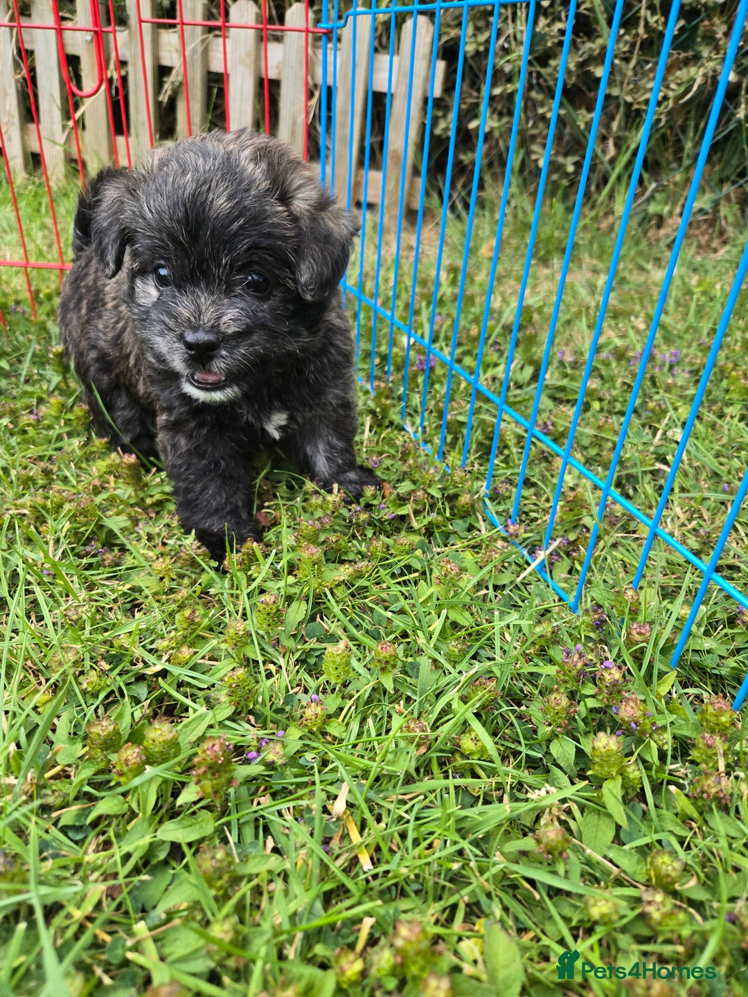 Mixed Breed dogs for sale: F1 Westipoos  - Image 2