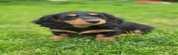 Miniature Dachshund dogs for sale: Longhaired miniature dachshund  - Advert 1