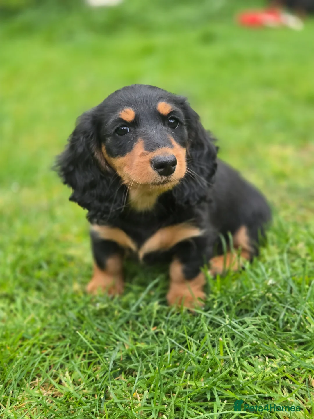 Miniature Dachshund dogs for sale: Longhaired miniature dachshund  - Advert 1