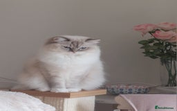 Ragdoll cats for sale: 4 Precious tica Ragdoll girls - Image 12