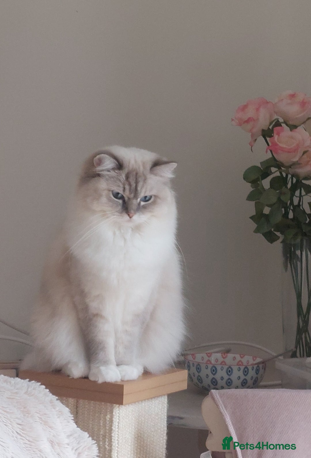 Ragdoll cats for sale: 4 Precious tica Ragdoll girls - Image 12
