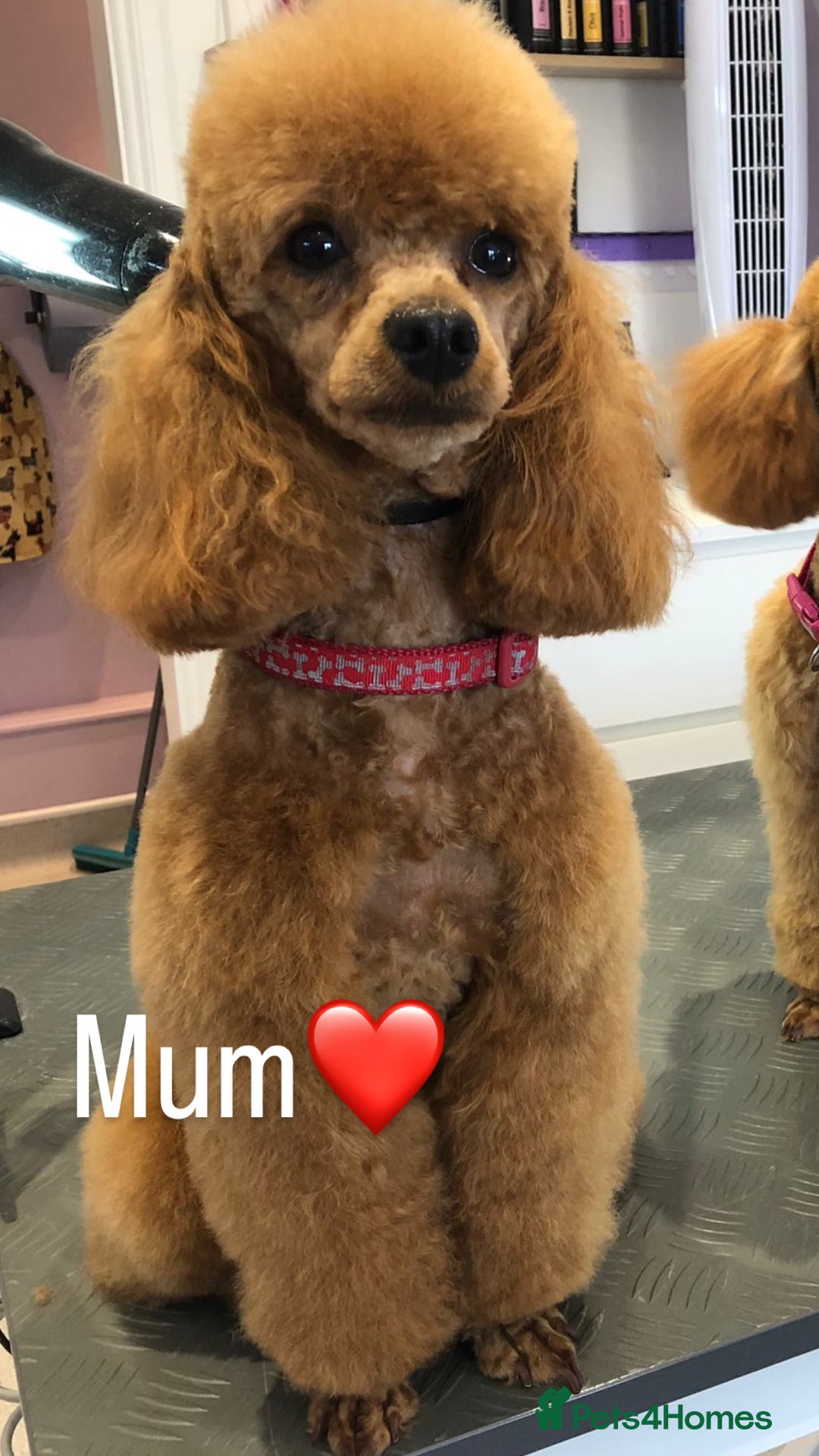 Maltipoo dogs for sale: 4 gorgeous F1 Toy Maltipoo girls 🩷 - Image 6