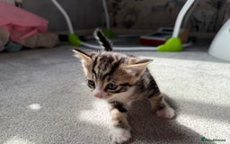 RagaMuffin cats for sale: Ragamuffin kittens  - Image 13