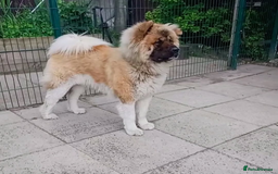 Akita dogs for sale: Beautiful KC registered Akitas  - Image 22