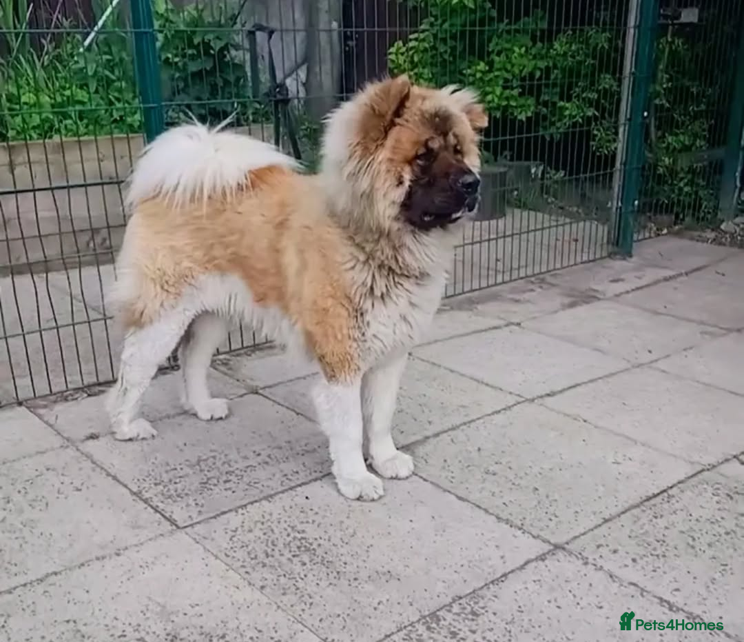 Akita dogs for sale: Beautiful KC registered Akitas  - Image 22