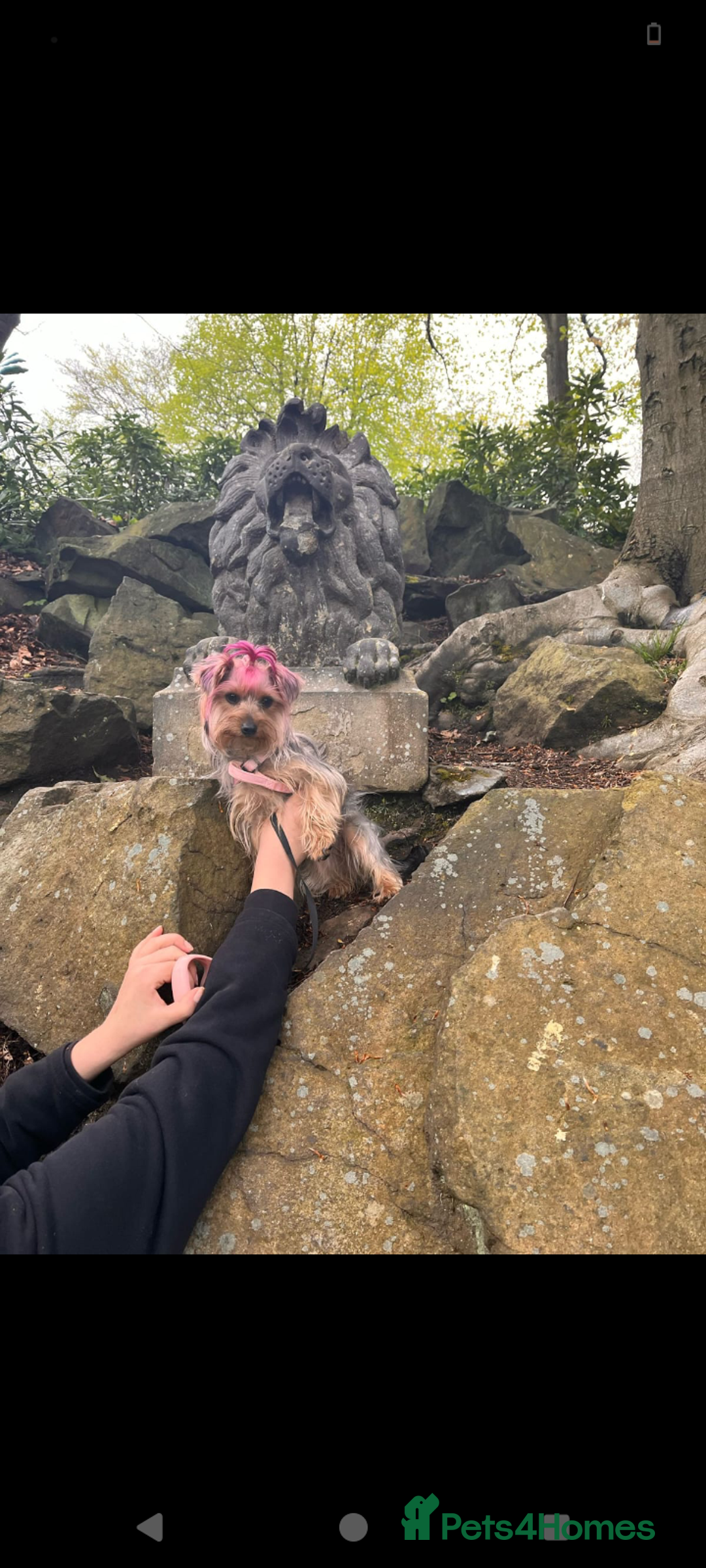 Yorkshire Terrier dogs for sale: Yorkshire terrier puppies  - Image 4