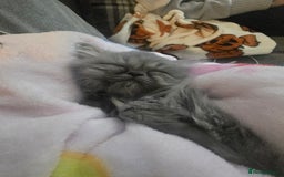 Persian cats for sale: Persians  - Image 17