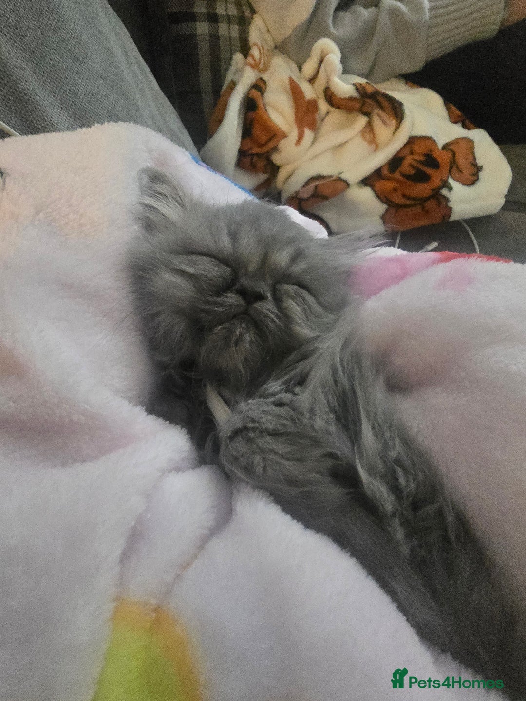 Persian cats for sale: Persians  - Image 17