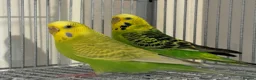 Budgerigars birds for sale: Budgies looking for a loving home  - Advert 3