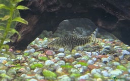 Angelfish fish for sale: All fish 100£ - Image 12