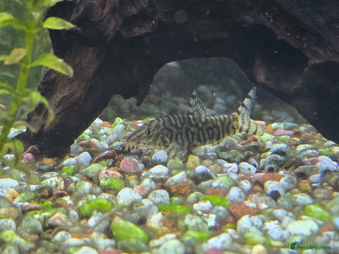 Angelfish fish for sale: All fish 100£ - Image 12