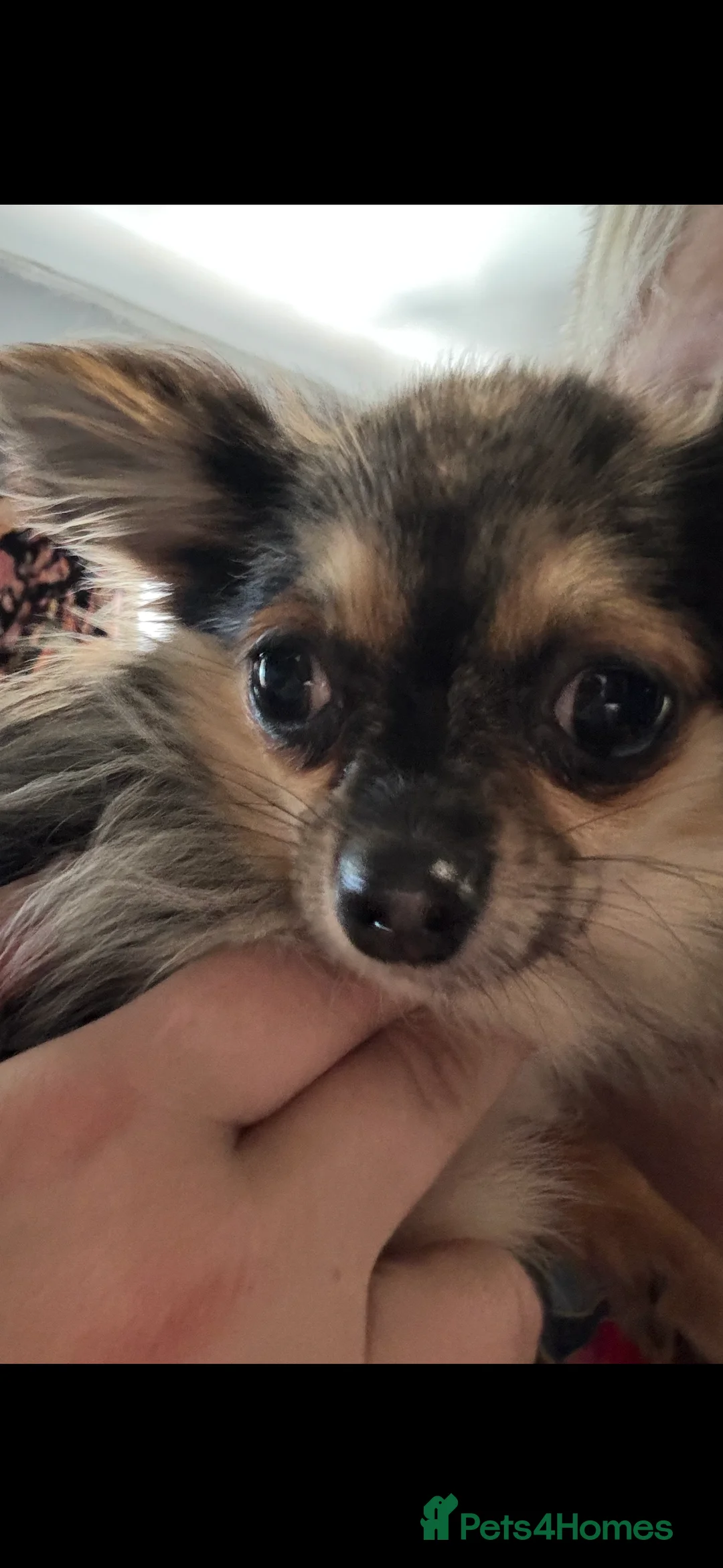 Chihuahua dogs for sale: Beautiful Merle Female Chihuahua  - Advert 1