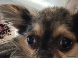 Chihuahua dogs Beautiful Merle Female Chihuahua - Advert 2