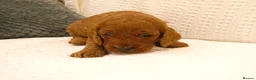 Cockapoo dogs for sale: Stunning Cockapoo puppies for sale in Bolton - Advert 2