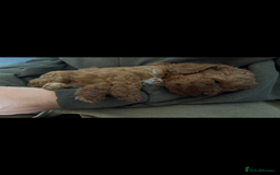 Cavapoo dogs for sale: Top quality F1b toy cavapoos  - Image 27