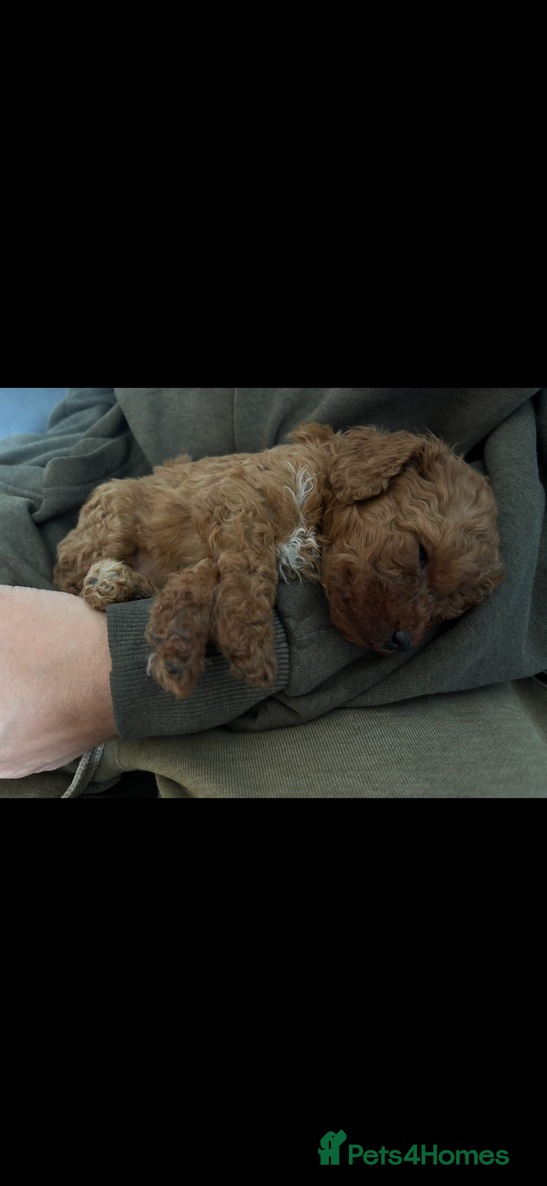 Cavapoo dogs for sale: Top quality F1b toy cavapoos  - Image 27