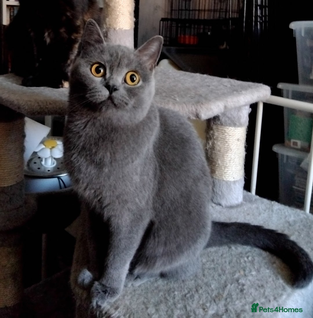 British Shorthair cats for sale: British Shorthair cats looking for new home - Image 1