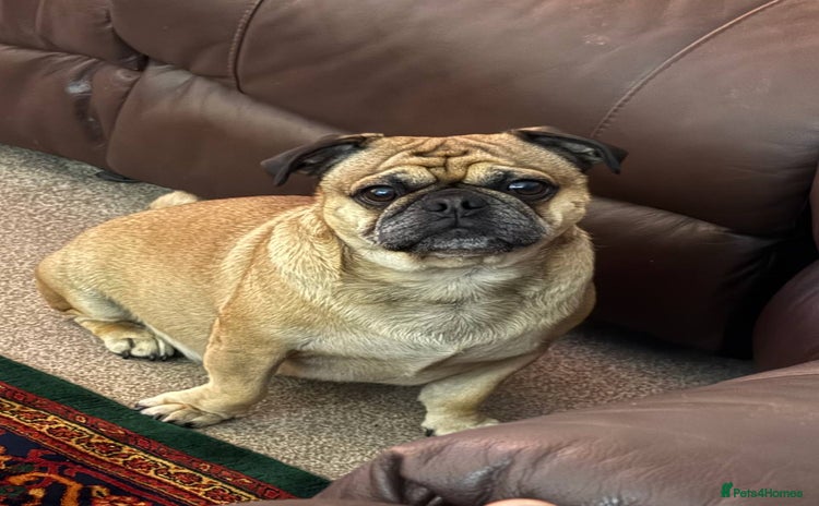 Pug dogs - Advert 5